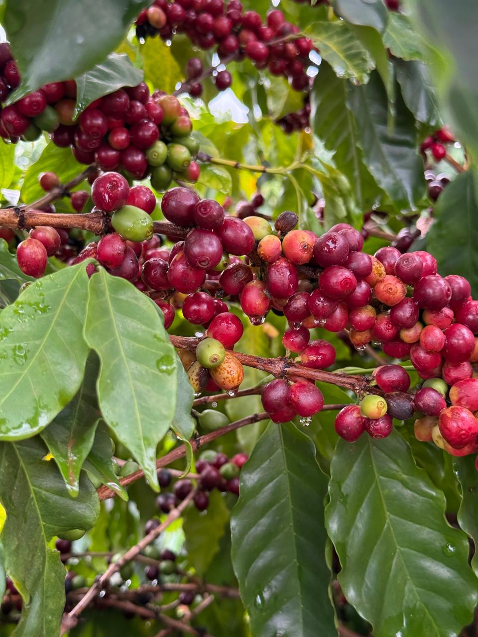 Grãos de café maduros no pé
